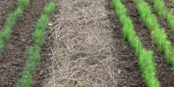Особенности и правила проведения мульчирования