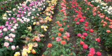 Способы выращивания роз и ключевые этапы процесса