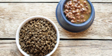 Как выбирать влажный корм для котов и советы