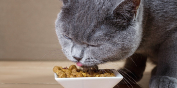 Сухий або вологий корм для кота: який підходить вашому улюбленцю краще