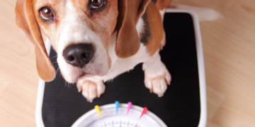 Шаг за шагом: как помочь вашей собаке похудеть безопасно и эффективно