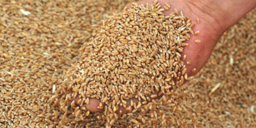 Особливості та правила вирощування фуражної пшениці