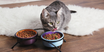 Как выбрать корм для котов Home Food и его виды