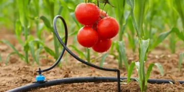 Крапельний полив: переваги, особливості та правила встановки