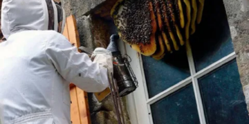 Что нужно знать об уничтожении ос и несколько советов