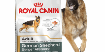 Який корм підійде для вівчарок та акіту