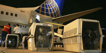 Перевозка животных Дубай: требования и рекомендации