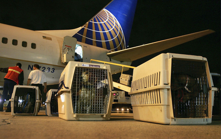 Перевозка животных Дубай: требования и рекомендации