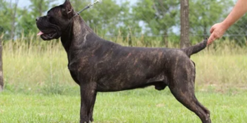 Описание и основные характеристики собаки породы Кане корсо