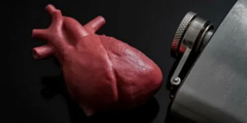 Алкоголь и сердце: как этанол разрушает миокард, сосуды и ритм — разбор исследований 2024–2026