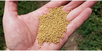 Качество Семяныча как результат выстроенной репутационной логики